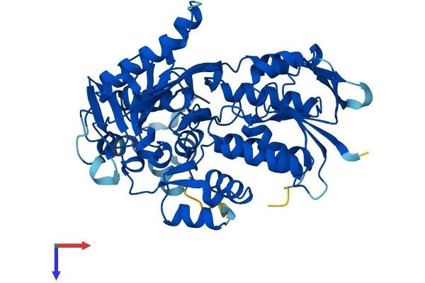 PPOX Protein (AA 1-477) (His tag)