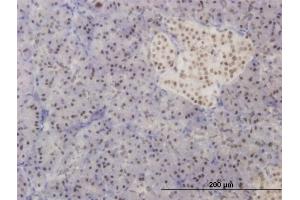 Immunoperoxidase of monoclonal antibody to FOXA2 on formalin-fixed paraffin-embedded human pancreas. (FOXA2 Antikörper  (AA 363-457))