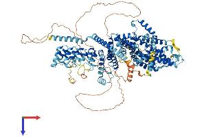 TRPC5 Protein (AA 1-975) (His tag)