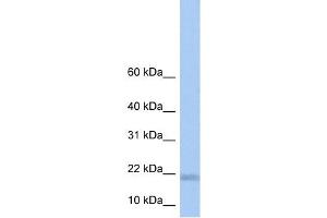 LOC284009 antibody used at 1 ug/ml to detect target protein. (LOC284009 Antikörper  (N-Term))