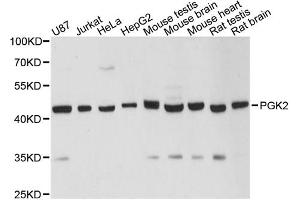 Western blot analysis of extracts of various cell lines, using PGK2 antibody. (PGK2 Antikörper)