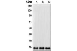 Western blot analysis of RPL35 expression in U2OS (A), HeLa (B), NIH3T3 (C) whole cell lysates.