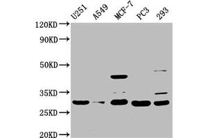 Western Blot Positive WB detected in: U251 whole cell lysate, A549 whole cell lysate, MCF-7 whole cell lysate, PC-3 whole cell lysate, 293 whole cell lysate All lanes: REEP4 antibody at 1:1500 Secondary Goat polyclonal to rabbit IgG at 1/50000 dilution Predicted band size: 30, 20 kDa Observed band size: 30 kDa (Receptor Accessory Protein 4 Antikörper  (AA 78-257))