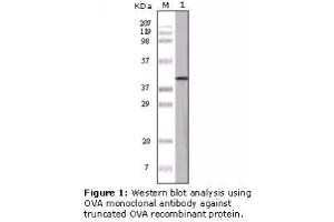 Image no. 1 for anti-Ovalbumin (OVA) antibody (ABIN305592) (Ovalbumin Antikörper)
