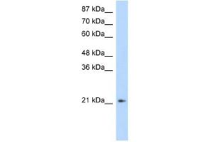 FERD3L antibody (20R-1112) used at 0. (FERD3L Antikörper  (N-Term))