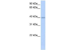 WB Suggested Anti-IZUMO1 Antibody Titration:  0. (IZUMO1 Antikörper  (C-Term))