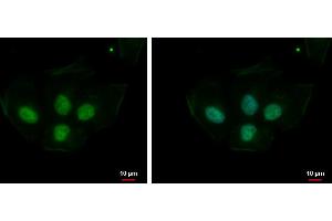 ICC/IF Image PRPS1L1 antibody detects PRPS1L1 protein at nucleus by immunofluorescent analysis. (PRPS1L1 Antikörper)