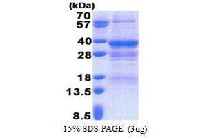 SDS-PAGE (SDS) image for Nuclear Receptor Binding Factor 2 (NRBF2) (AA 45-287) protein (His tag) (ABIN6387285) (NRBF2 Protein (AA 45-287) (His tag))
