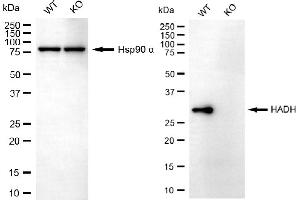 Western blotting analysis using HADH antibody (ABIN7799010). (HADH Antikörper)
