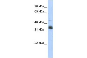 Western Blotting (WB) image for anti-Musashi Homolog 2 (MSI2) antibody (ABIN2458554) (MSI2 Antikörper)