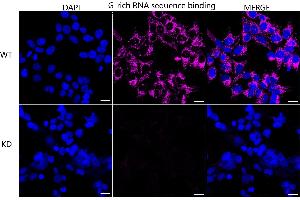anti-G-Rich RNA Sequence Binding Factor 1 (GRSF1) antibody
