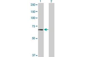 Western Blot analysis of TNIK expression in transfected 293T cell line by TNIK monoclonal antibody (M02), clone 4E4. (TNIK Antikörper  (AA 1-110))