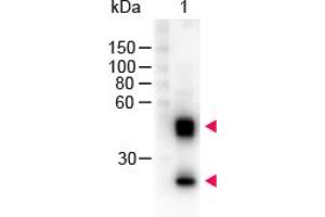 Image no. 1 for Sheep anti-Mouse IgG (Whole Molecule) antibody (HRP) (ABIN300783) (Schaf anti-Maus IgG (Whole Molecule) Antikörper (HRP))