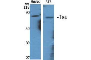 Western Blot (WB) analysis of specific cells using Tau Polyclonal Antibody. (tau Antikörper  (Ser86))