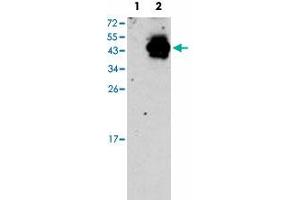 Western blot analysis of PDX1 (arrow) using PDX1 polyclonal antibody . (PDX1 Antikörper  (N-Term))