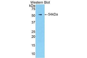 Western Blotting (WB) image for anti-Kallikrein 6 (KLK6) (AA 19-261) antibody (ABIN3208077) (Kallikrein 6 Antikörper  (AA 19-261))
