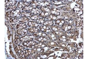 IHC-P Image WNT11 antibody detects WNT11 protein at secreted on mouse colon by immunohistochemical analysis.