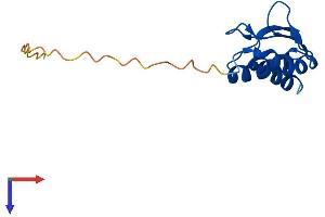 PCBD2 Protein (AA 1-136) (His tag)
