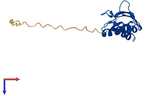 PCBD2 Protein (AA 1-136) (His tag)