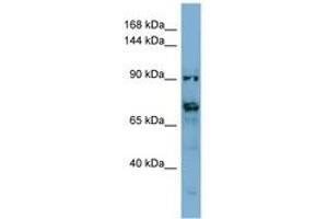 Image no. 1 for anti-Transmembrane Protein 146 (TMEM146) (AA 431-480) antibody (ABIN6741838) (TMEM146 Antikörper  (AA 431-480))