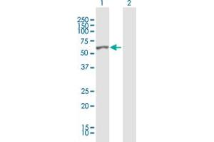 Western Blot analysis of LYN expression in transfected 293T cell line by LYN MaxPab polyclonal antibody. (LYN Antikörper  (AA 1-512))