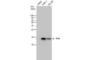 WB Image Iba1 antibody detects Iba1 protein by western blot analysis.