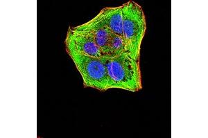 Immunofluorescence analysis of Hela cells using CASP6 mouse mAb (green). (Caspase 6 Antikörper  (AA 194-293))