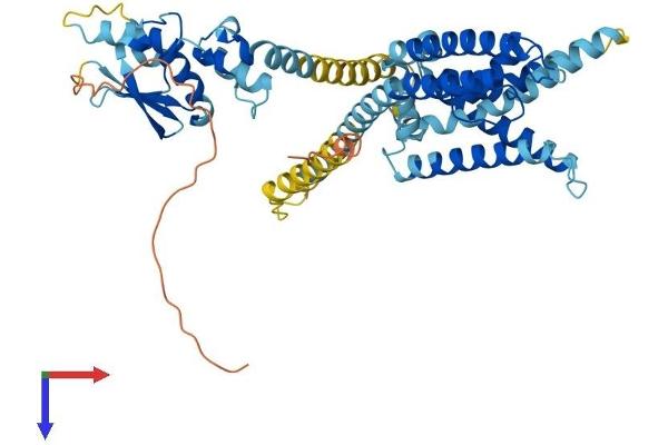 KCNV1 Protein (AA 1-500) (His tag)