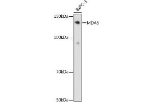 Western blot analysis of extracts of BxPC-3 cells, using MD antibody (ABIN7267950) at 1:1000 dilution. (IFIH1 Antikörper)