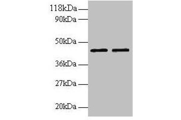 B4GALT3 Antikörper  (AA 34-393)
