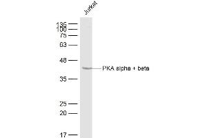 Jurkat lysates probed with PKA alpha + beta Polyclonal Antibody, Unconjugated  at 1:500 dilution and 4˚C overnight incubation.
