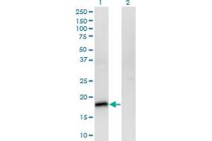 Western Blot analysis of POU5F1 expression in transfected 293T cell line by POU5F1 monoclonal antibody (M01), clone 1D2. (OCT4 Antikörper  (AA 81-164))