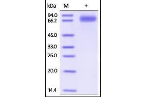 Human SIRP gamma, Fc Tag on SDS-PAGE under reducing (R) condition.