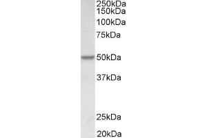 ABIN5539877 (0. (PDCD4 Antikörper  (AA 210-221))