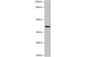 Western blot All lanes: Serpin B9 antibody at 3 μg/mL + K562 whole cell lysate Secondary Goat polyclonal to rabbit IgG at 1/10000 dilution Predicted band size: 42 kDa Observed band size: 42 kDa (SERPINB9 Antikörper  (AA 1-376))