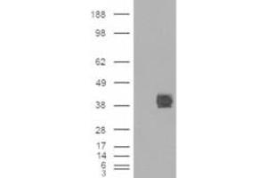 HEK293 overexpressing CD32 (RC211982) and probed with ABIN185377 (mock transfection in first lane), tested by Origene. (FCGR2B Antikörper  (C-Term))