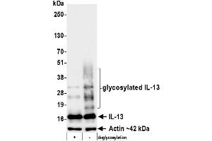 Western Blotting (WB) image for anti-Interleukin 13 (IL13) (AA 35-146) antibody (ABIN7795750) (Rekombinanter IL-13 Antikörper  (AA 35-146))