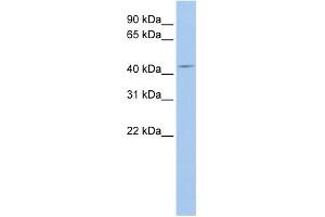 WB Suggested Anti-ATG4A Antibody Titration:  0. (ATG4A Antikörper  (N-Term))