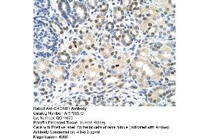 Human kidney (CACNB1 Antikörper  (Middle Region))