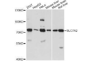 Western blot analysis of extracts of various cell lines, using SLC7A2 antibody. (SLC7A2 Antikörper)