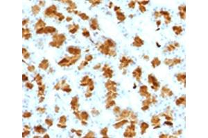 IHC testing of FFPE rat pancreas with Elastase 3B antibody.