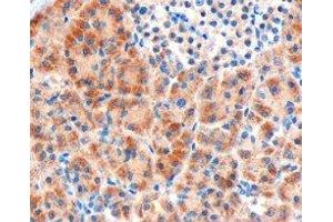 ABIN2562711 (3µg/ml) staining of paraffin embedded Human Pancreas.