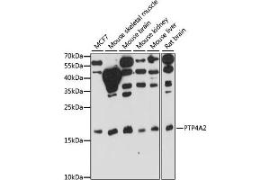 Western blot analysis of extracts of various cell lines, using PTP4 antibody (ABIN7269703) at 1:1000 dilution. (PTP4A2 Antikörper  (AA 30-100))
