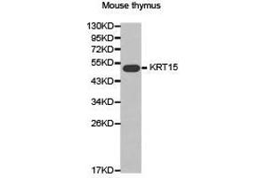 Western Blotting (WB) image for anti-Keratin 15 (KRT15) antibody (ABIN1873469)