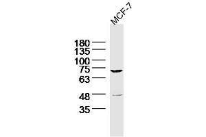 MCF-7 Cell lysates probed with MARCH7 Polyclonal Antibody, unconjugated (bs-9341R) at 1:300 overnight at 4°C followed by a conjugated secondary antibody for 60 minutes at 37°C. (MARCH7 Antikörper  (AA 65-115))
