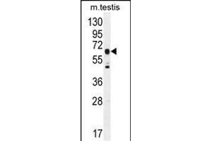 C19orf51 Antibody (Center) (ABIN6244201 and ABIN6577320) western blot analysis in mouse testis tissue lysates (35 μg/lane).