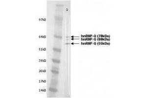 Image no. 1 for anti-Synaptotagmin Binding, Cytoplasmic RNA Interacting Protein (SYNCRIP) antibody (ABIN108557) (SYNCRIP Antikörper)