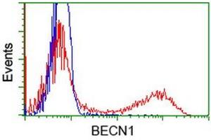 Image no. 3 for anti-Beclin 1, Autophagy Related (BECN1) antibody (ABIN1496867) (Beclin 1 Antikörper)