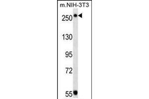 TSC2 Antibody (ABIN1539797 and ABIN2843773) western blot analysis in mouse NIH-3T3 cell line lysates (35 μg/lane). (Tuberin Antikörper)