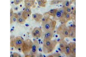 IHC-P analysis of Liver tissue, with DAB staining. (EGR1 Antikörper  (AA 273-431))